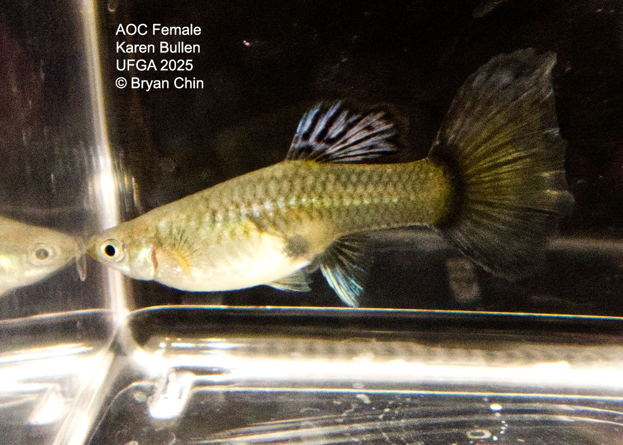 Guppy Female   Purple Variegated